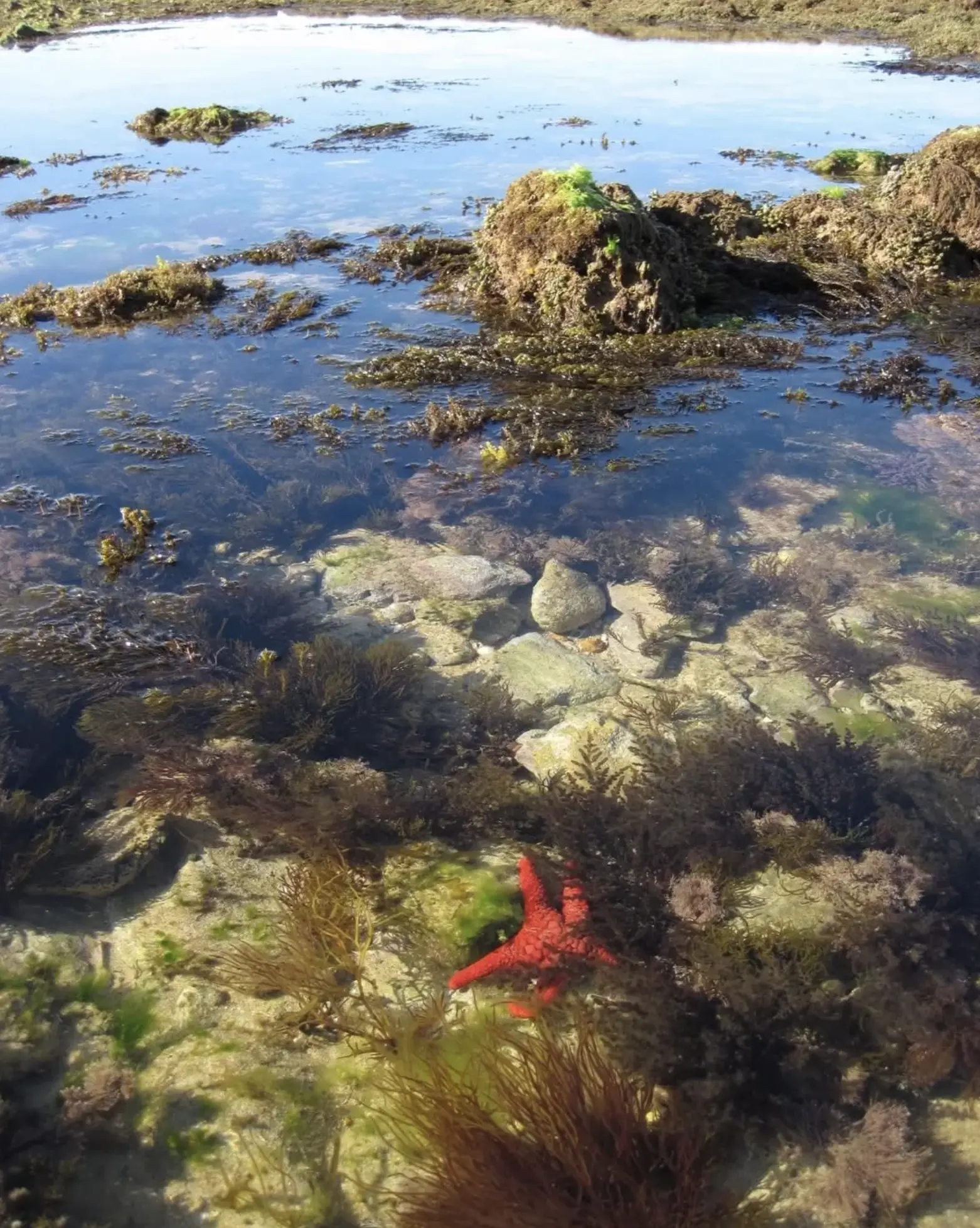 Intertidal Reef GOR