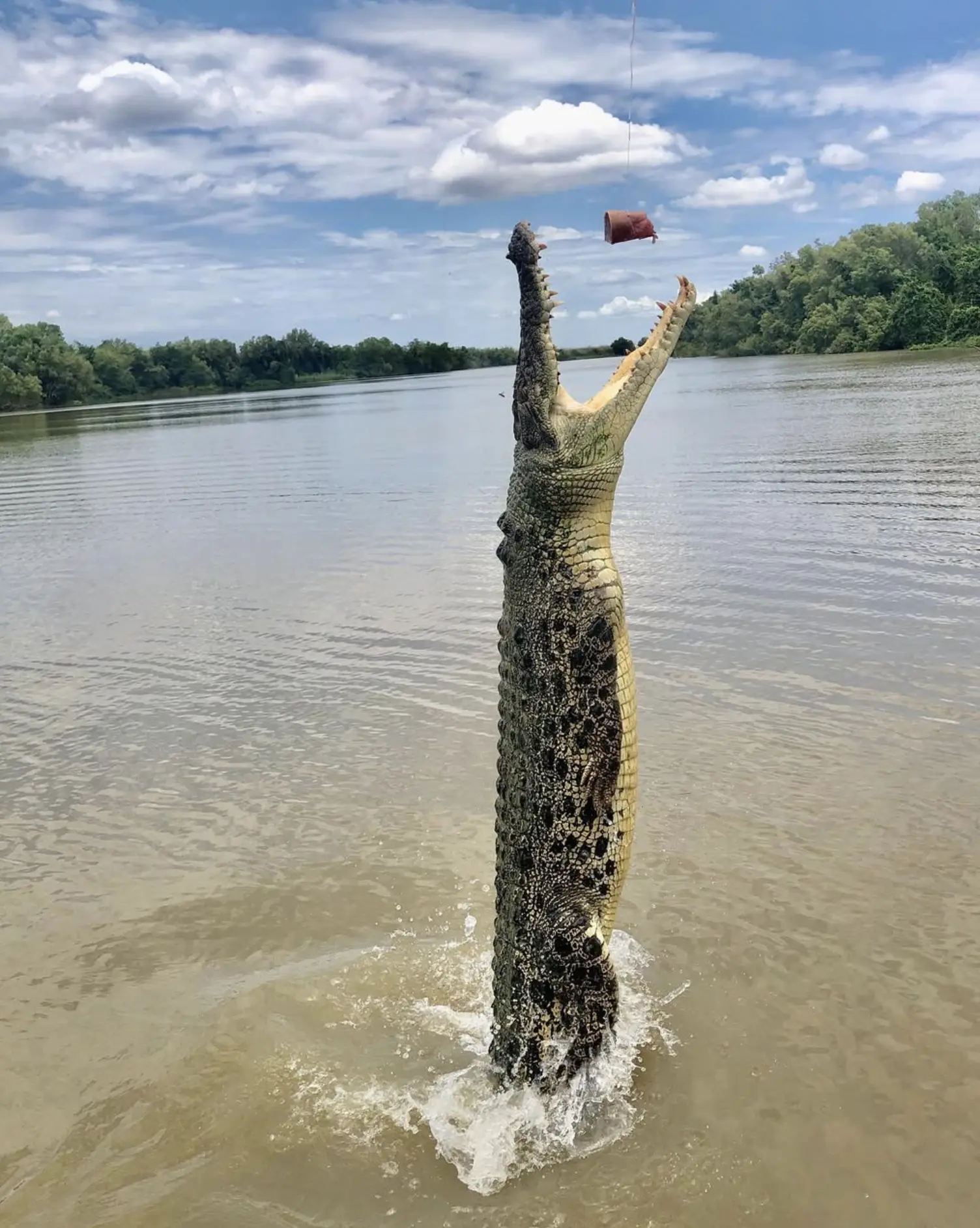 Jumping Crocodile Tours