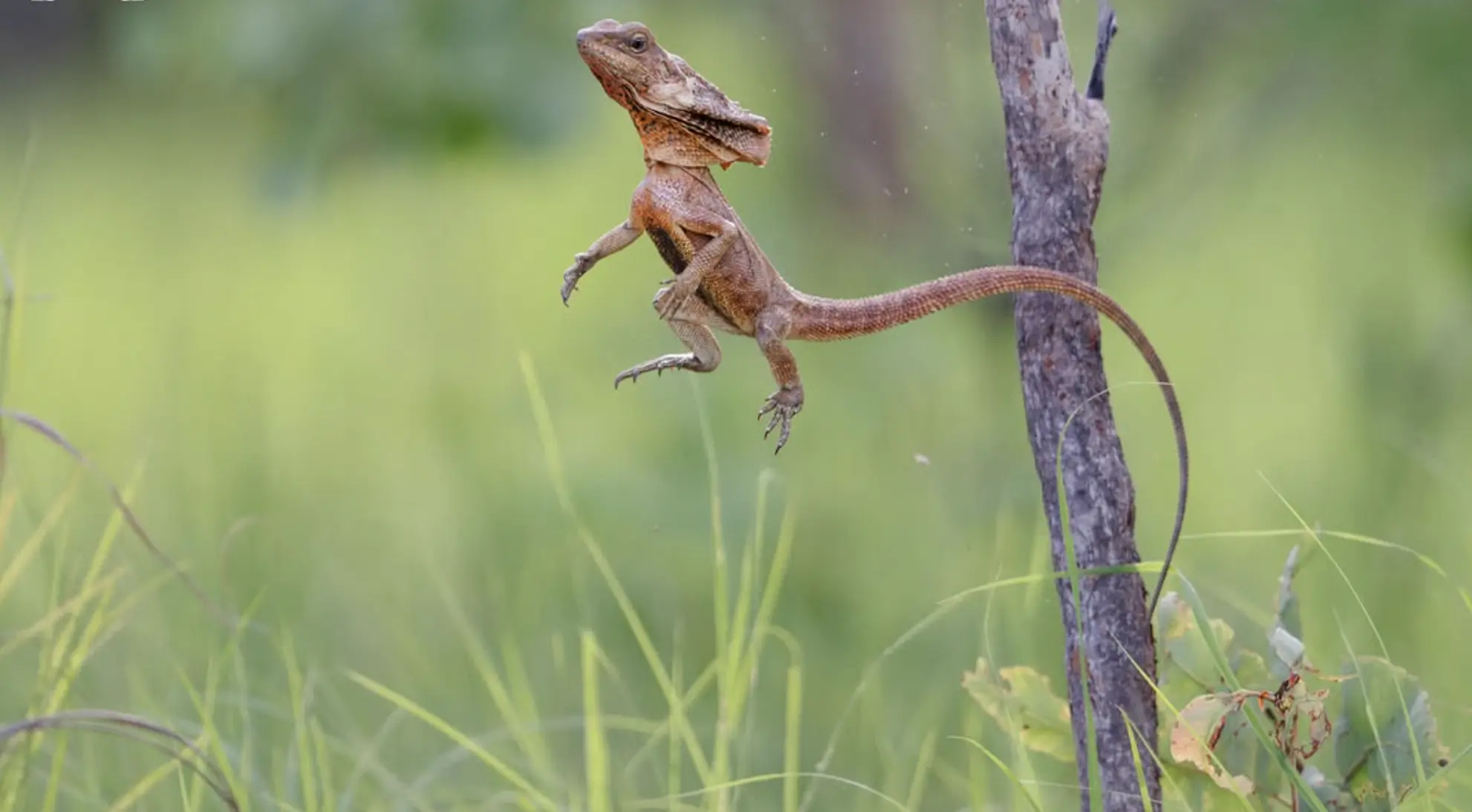 Kakadu National Park Wildlife