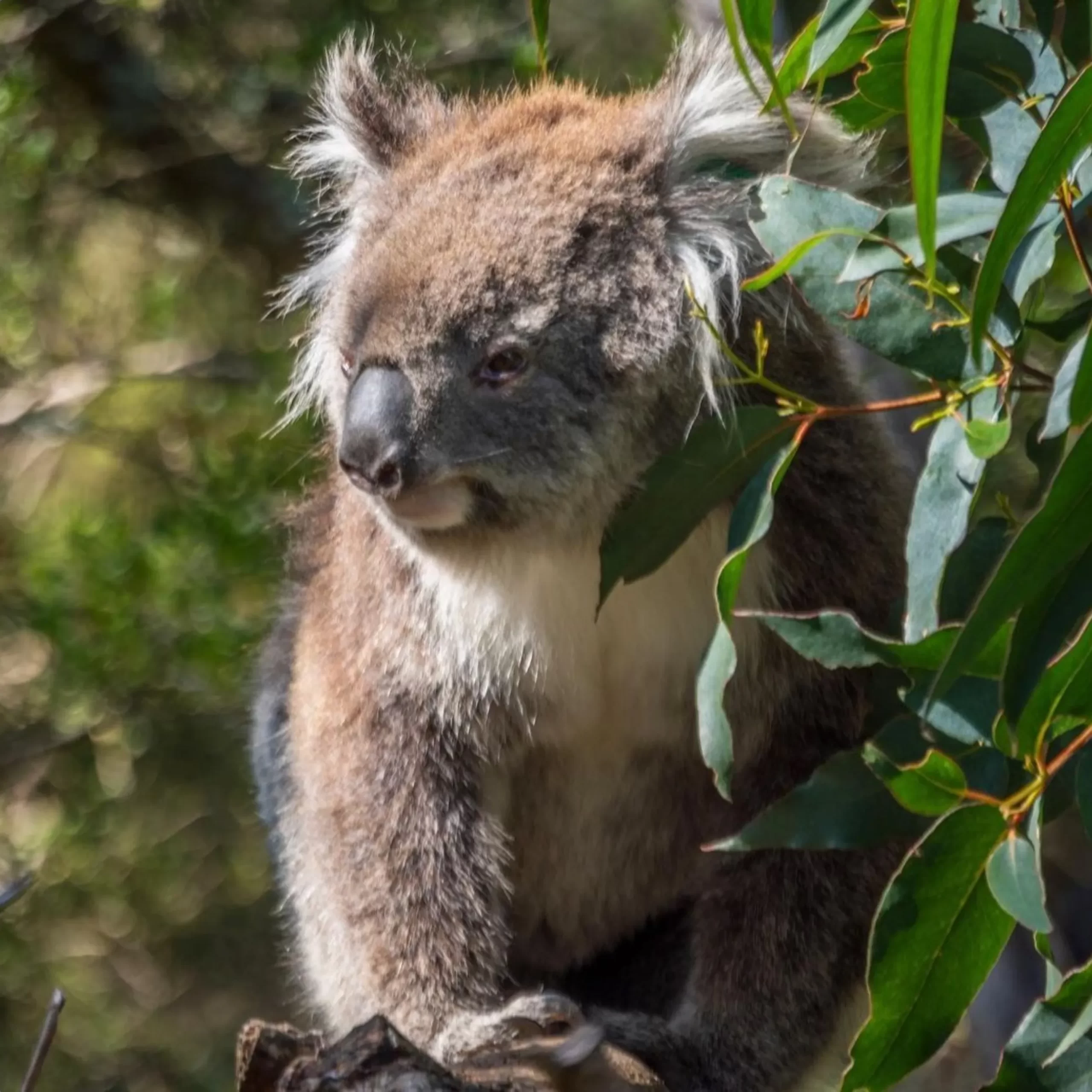 Koala Conservation Centre, Phillip Island