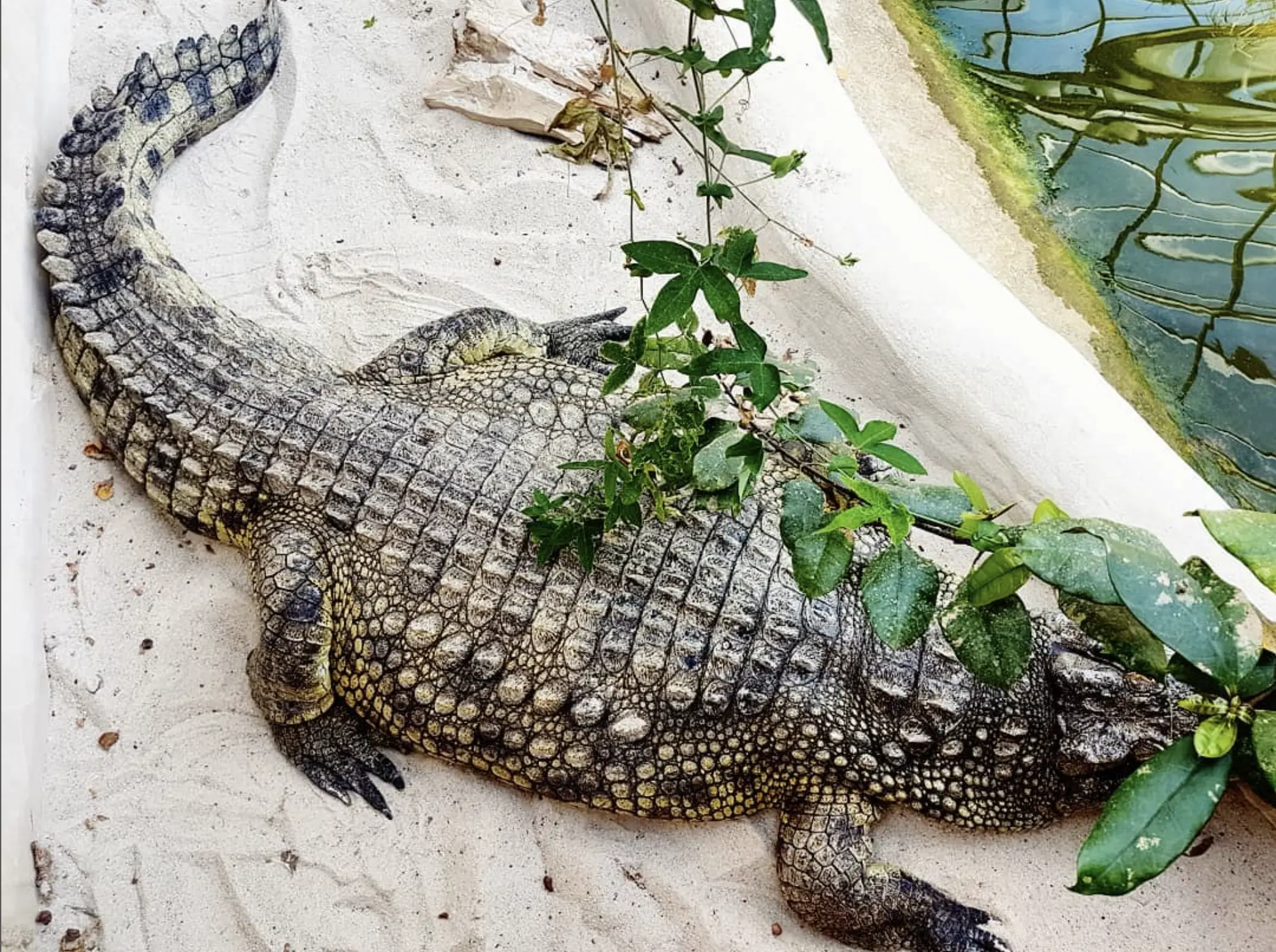 Largest Crocodile in Captivity