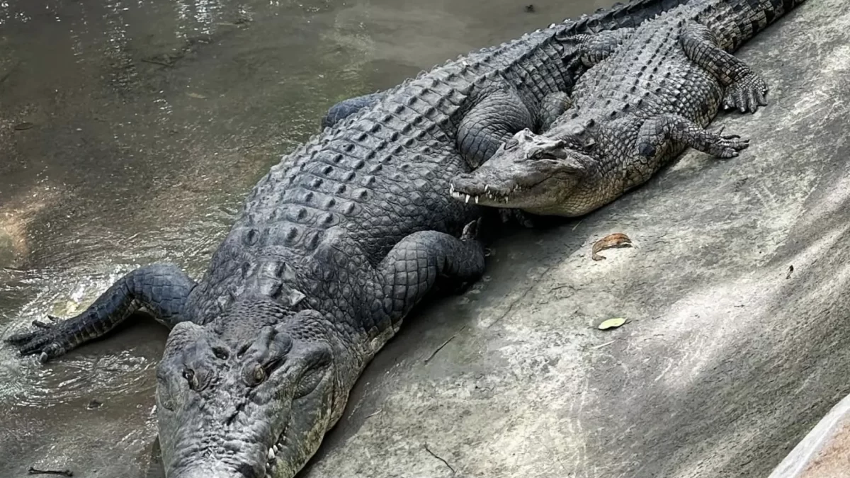 Longest crocodile ever caught in Australia