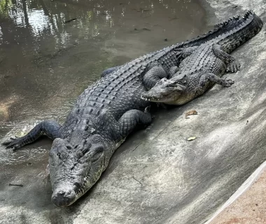 Longest crocodile ever caught in Australia