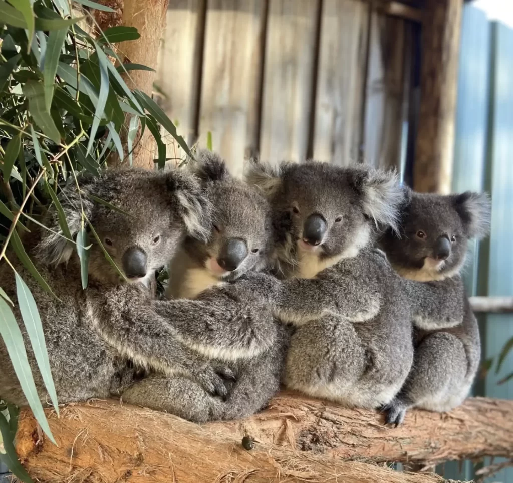 Koala Conservation Reserve