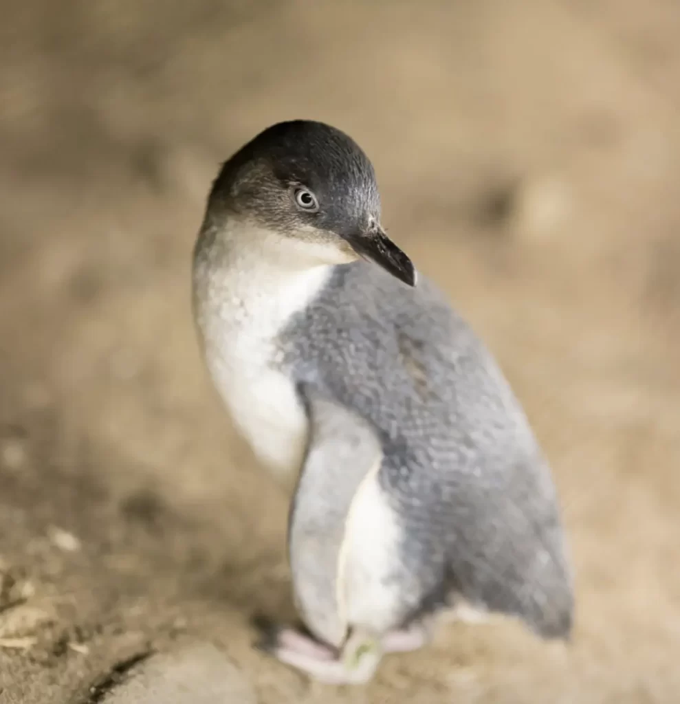 The Penguin Parade
